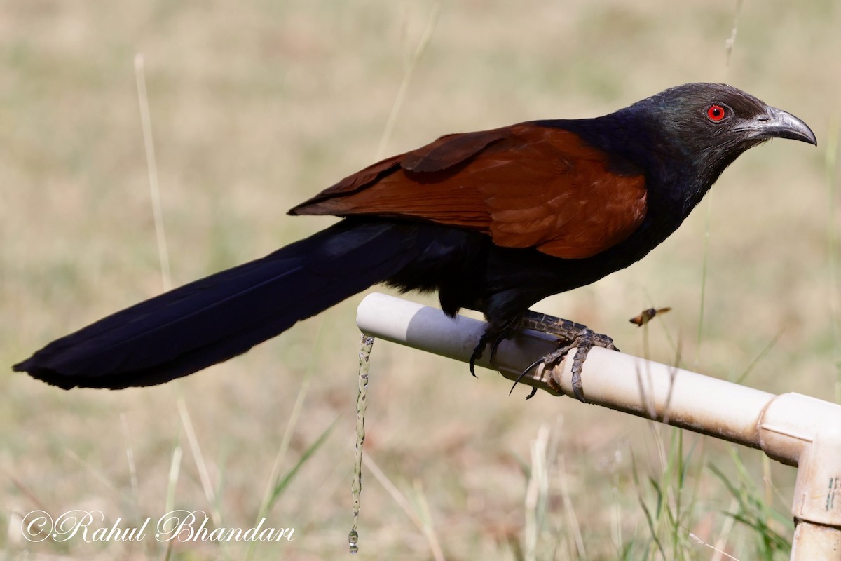 Greater Coucal - Rahul Bhandari