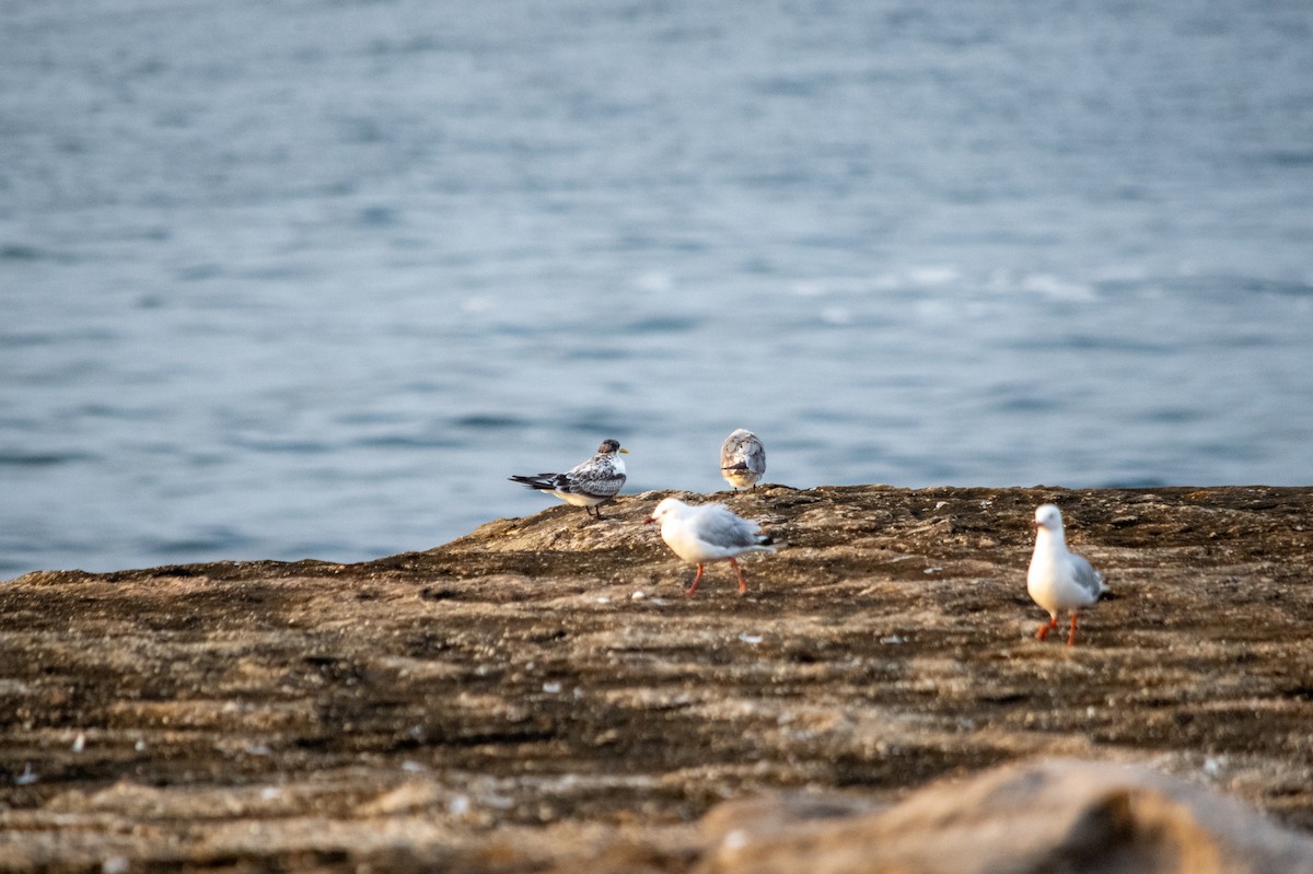 Great Crested Tern - Richard Littauer