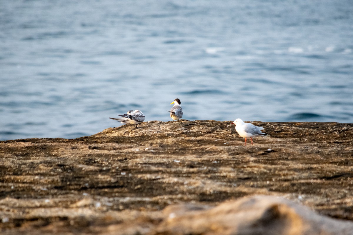 Great Crested Tern - Richard Littauer