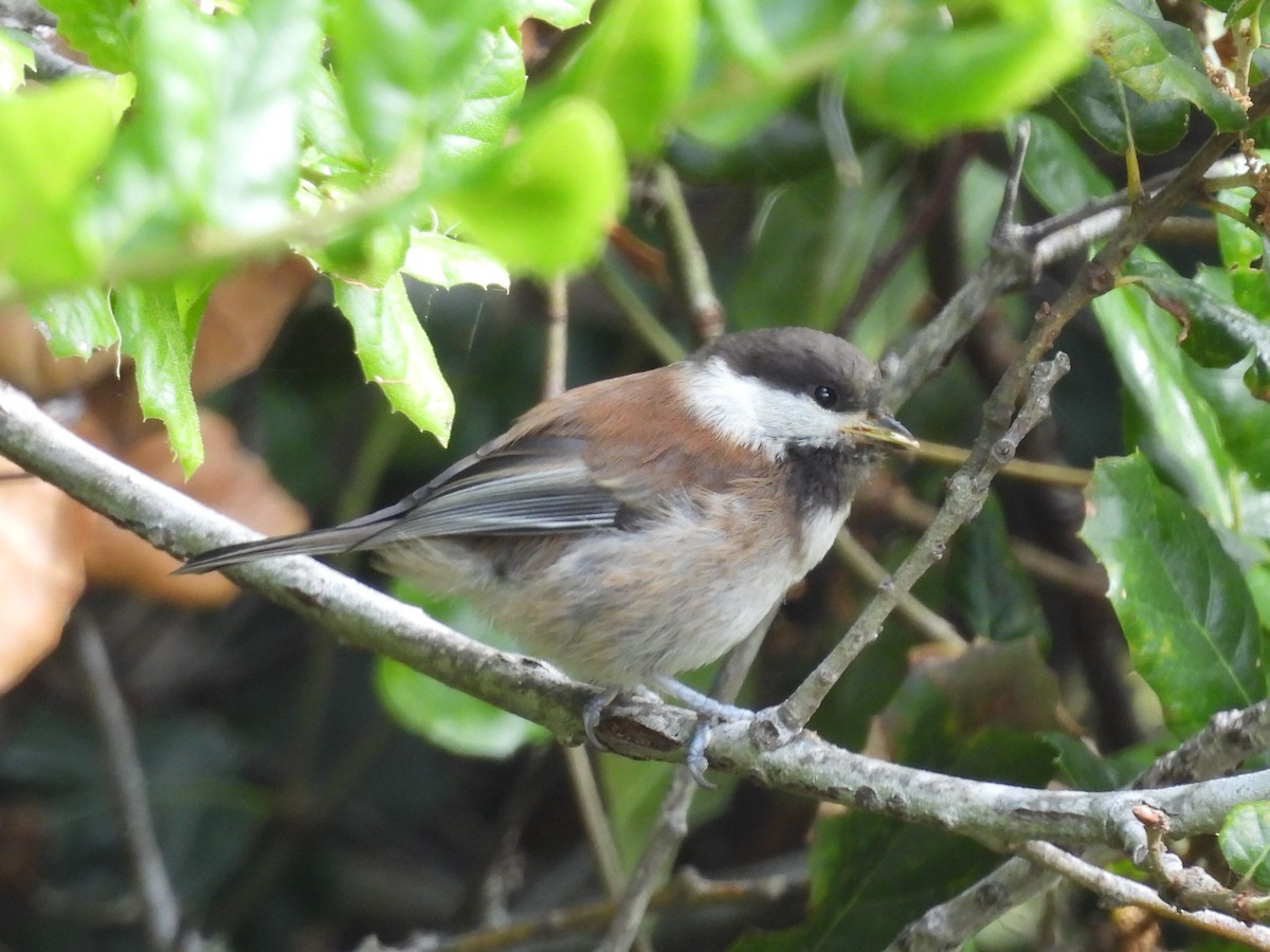 Chestnut-backed Chickadee - Lola Ross