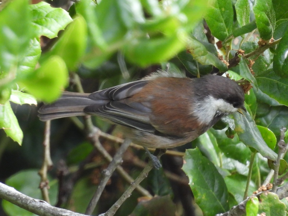 Chestnut-backed Chickadee - Lola Ross