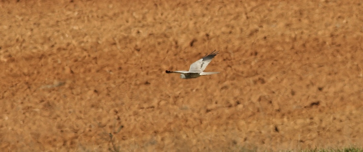 Montagu's Harrier - Anabel&Geoff Harries