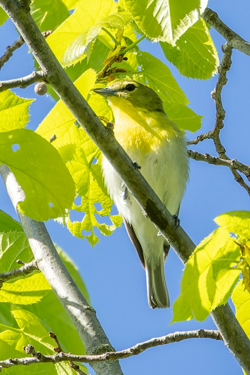 Yellow-throated Vireo - Kyle Blaney