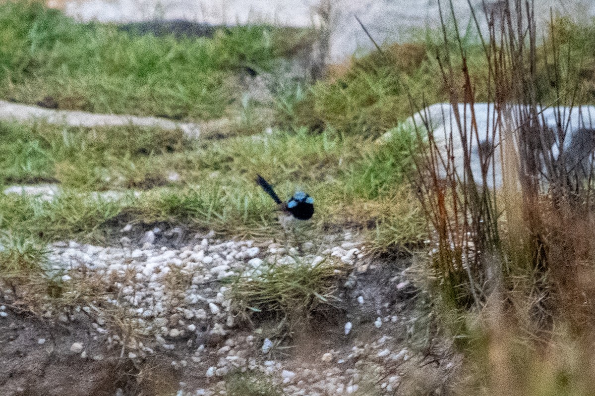 Superb Fairywren - Richard Littauer