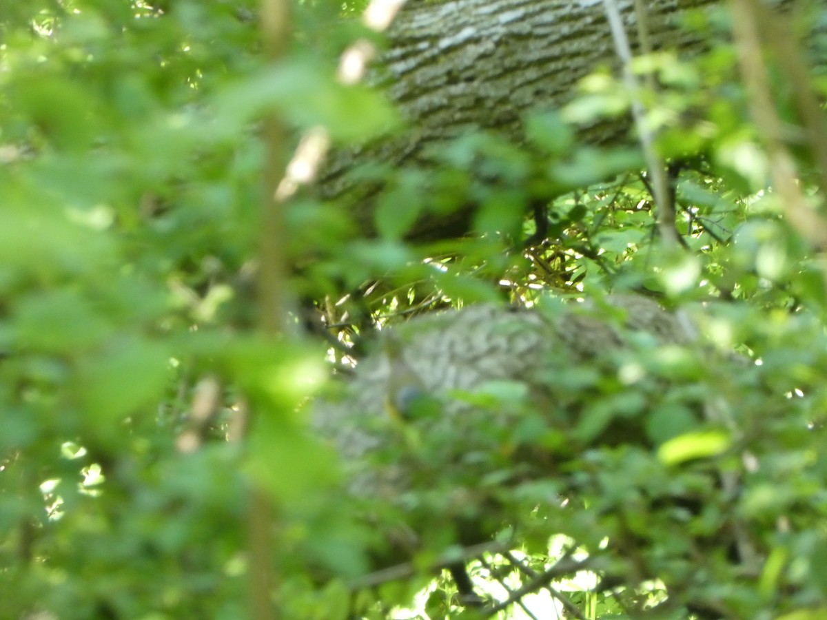 Mourning Warbler - Kevin Hayes