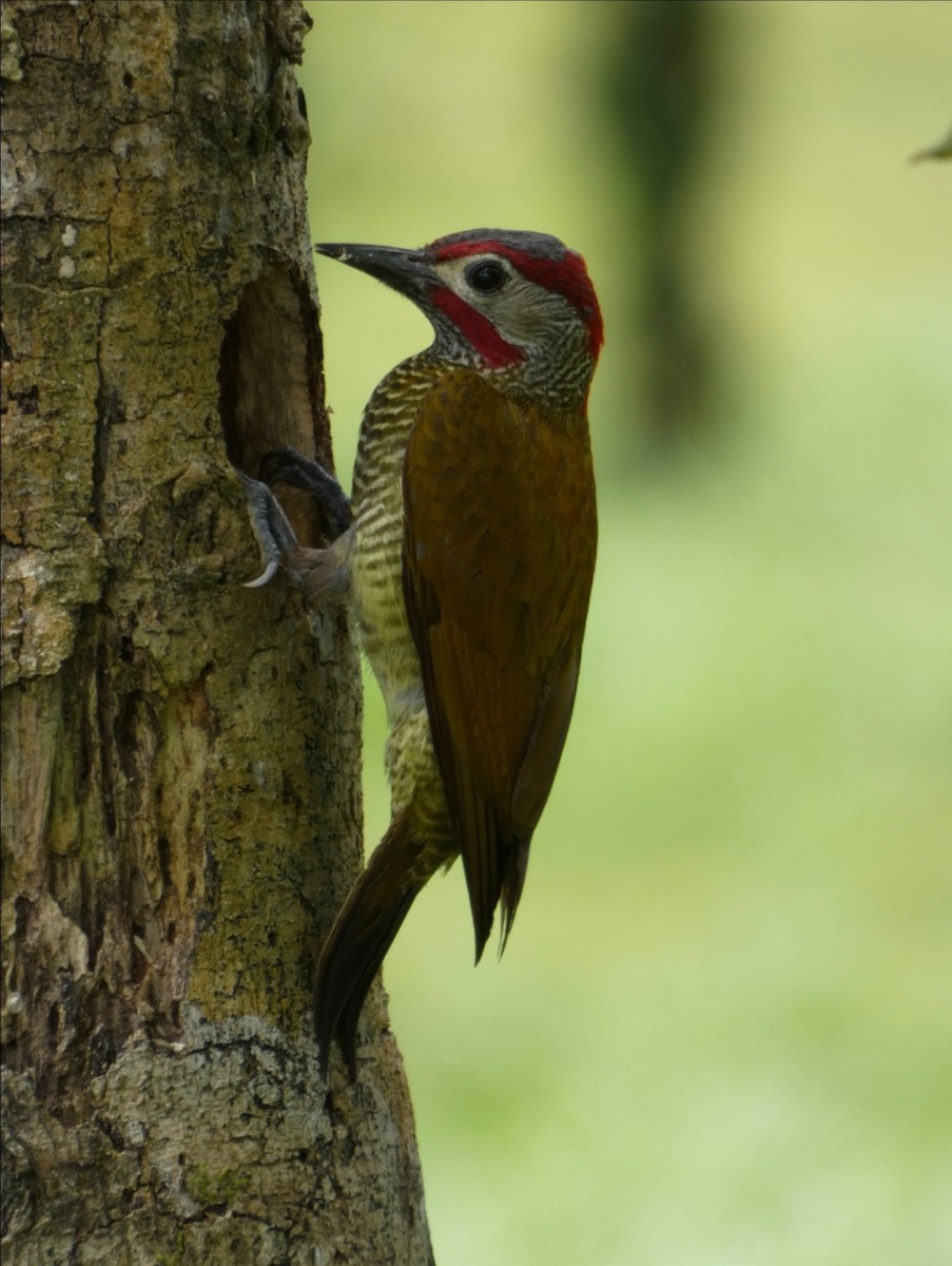 Golden-olive Woodpecker - Bayardo Bonilla