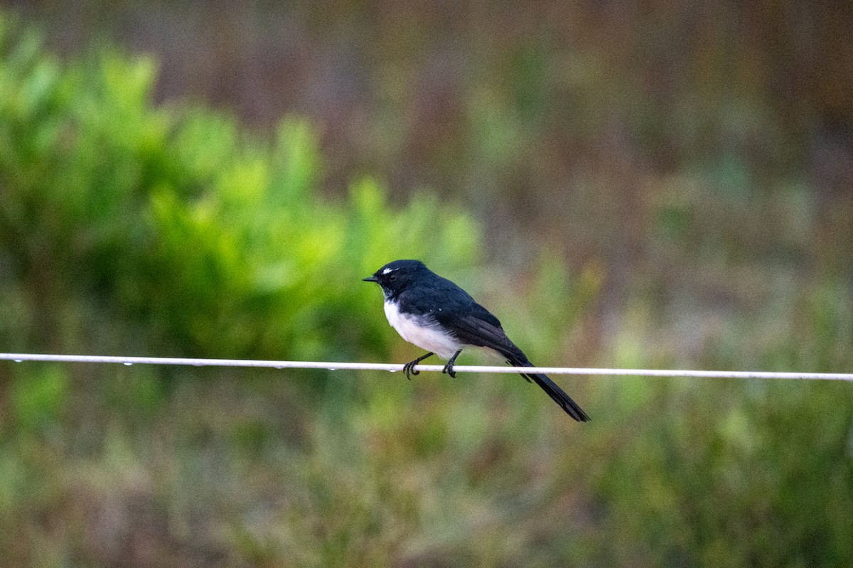 Willie-wagtail - Richard Littauer