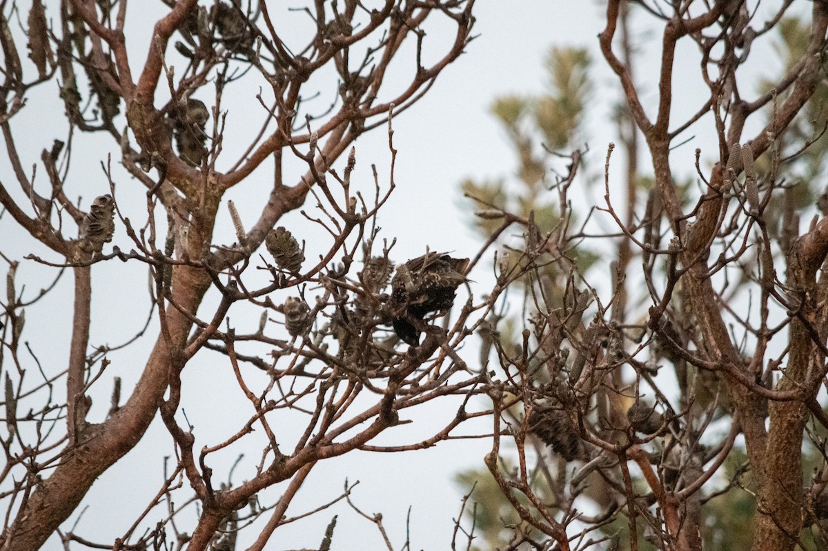 European Starling - ML619292550