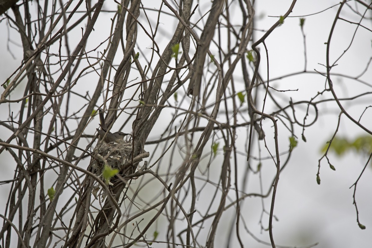 American Redstart - Toni Taylor