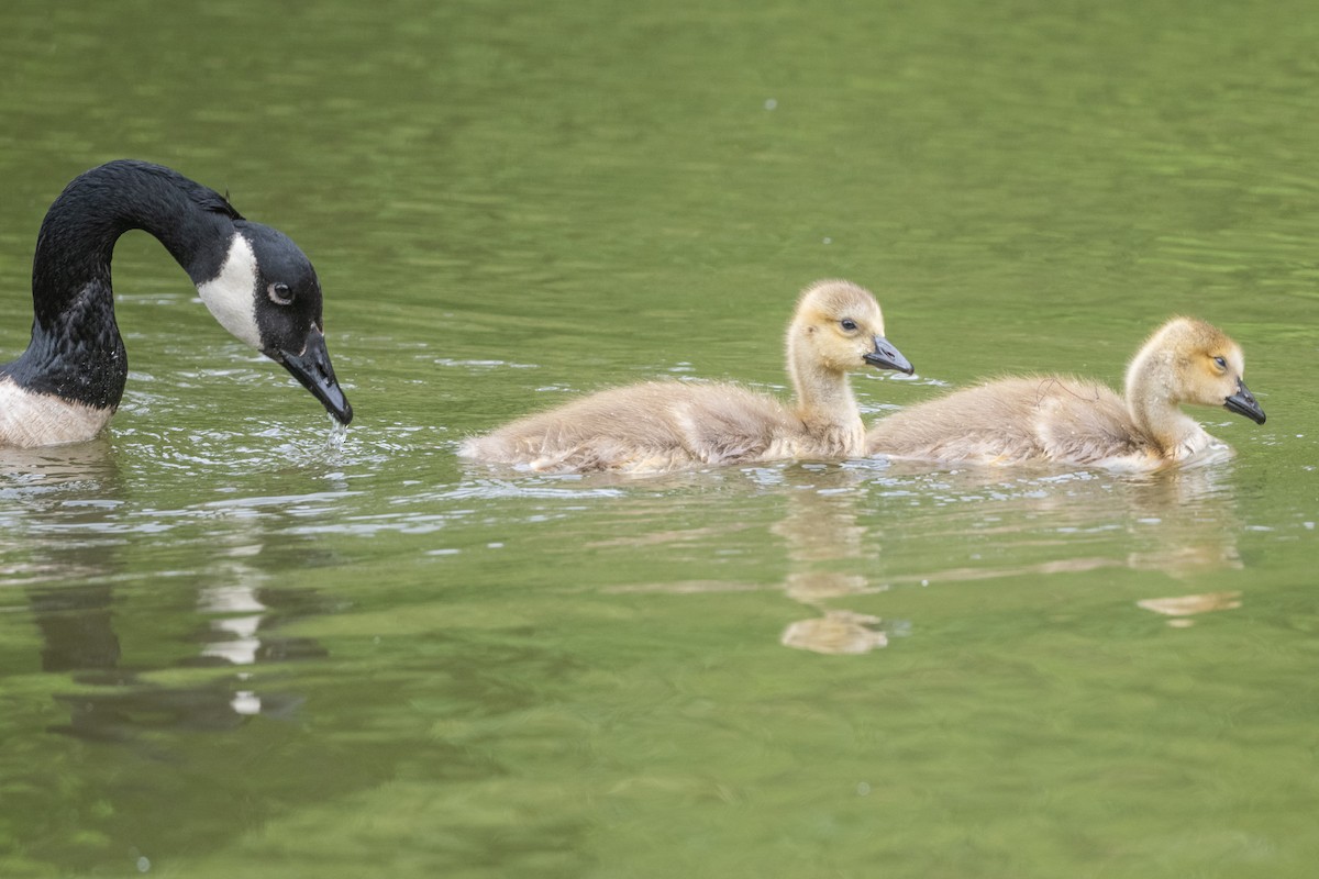 Canada Goose - Adriana Dinu