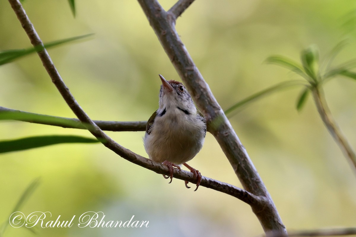 Common Tailorbird - Rahul Bhandari