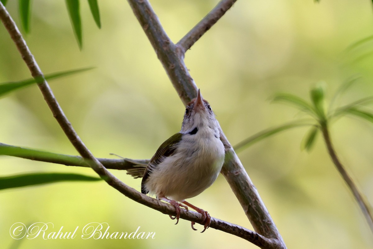 Common Tailorbird - Rahul Bhandari