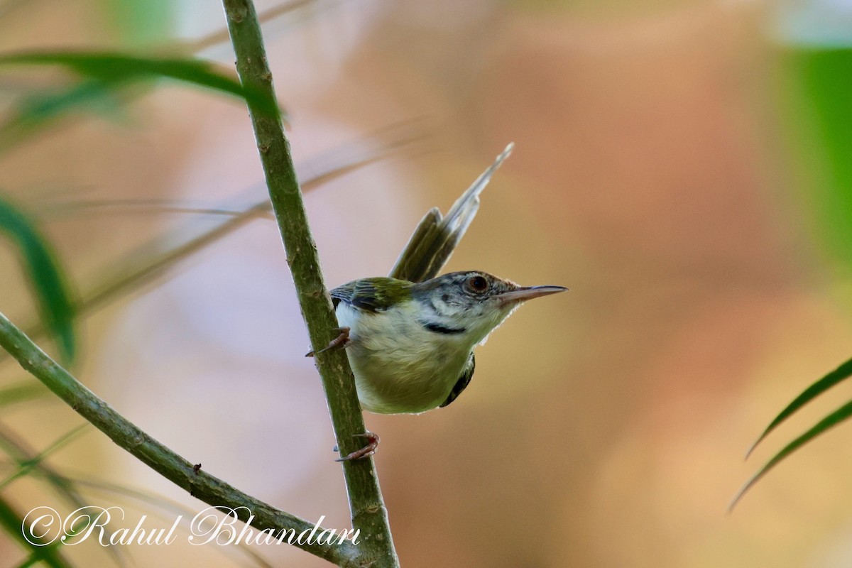 Common Tailorbird - Rahul Bhandari