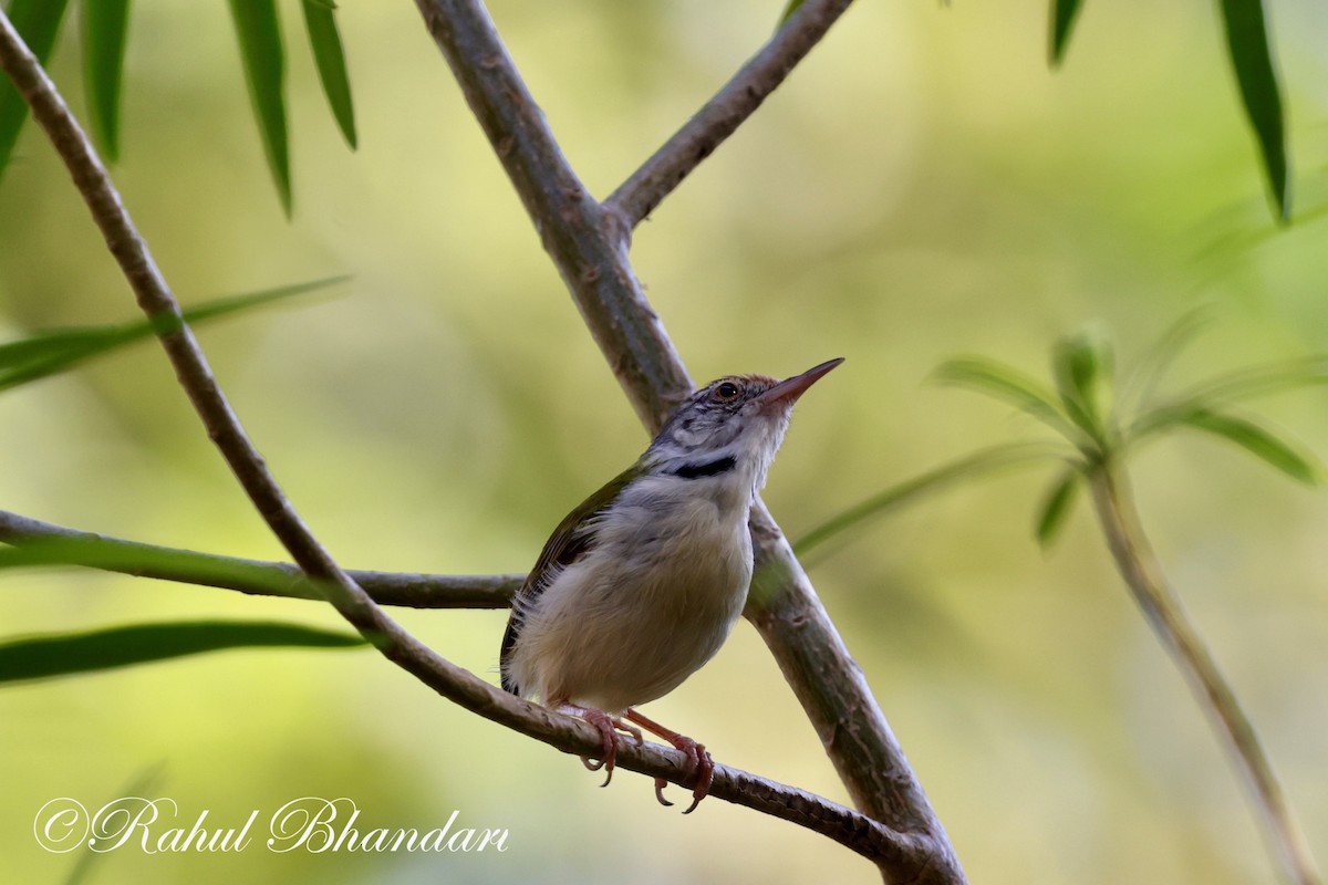 Common Tailorbird - Rahul Bhandari