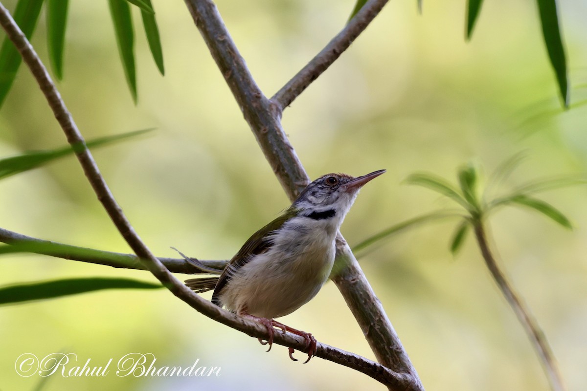 Common Tailorbird - Rahul Bhandari