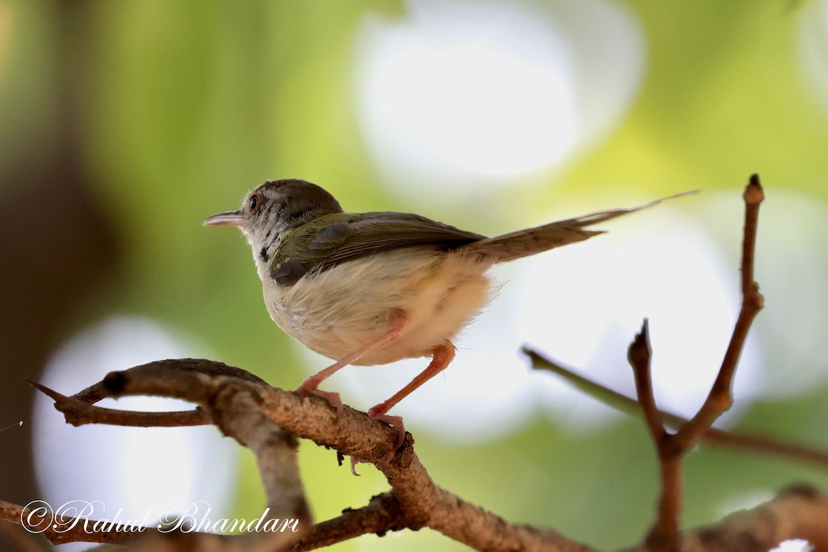 Common Tailorbird - Rahul Bhandari