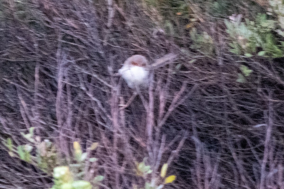 Superb Fairywren - Richard Littauer