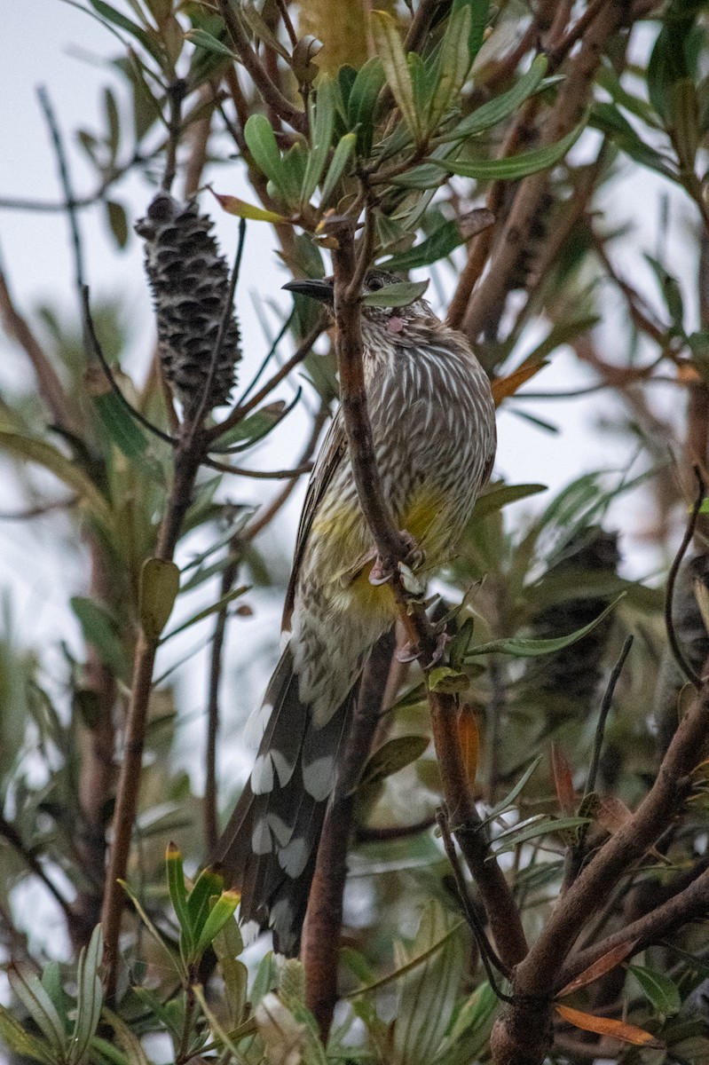 Red Wattlebird - ML619292596