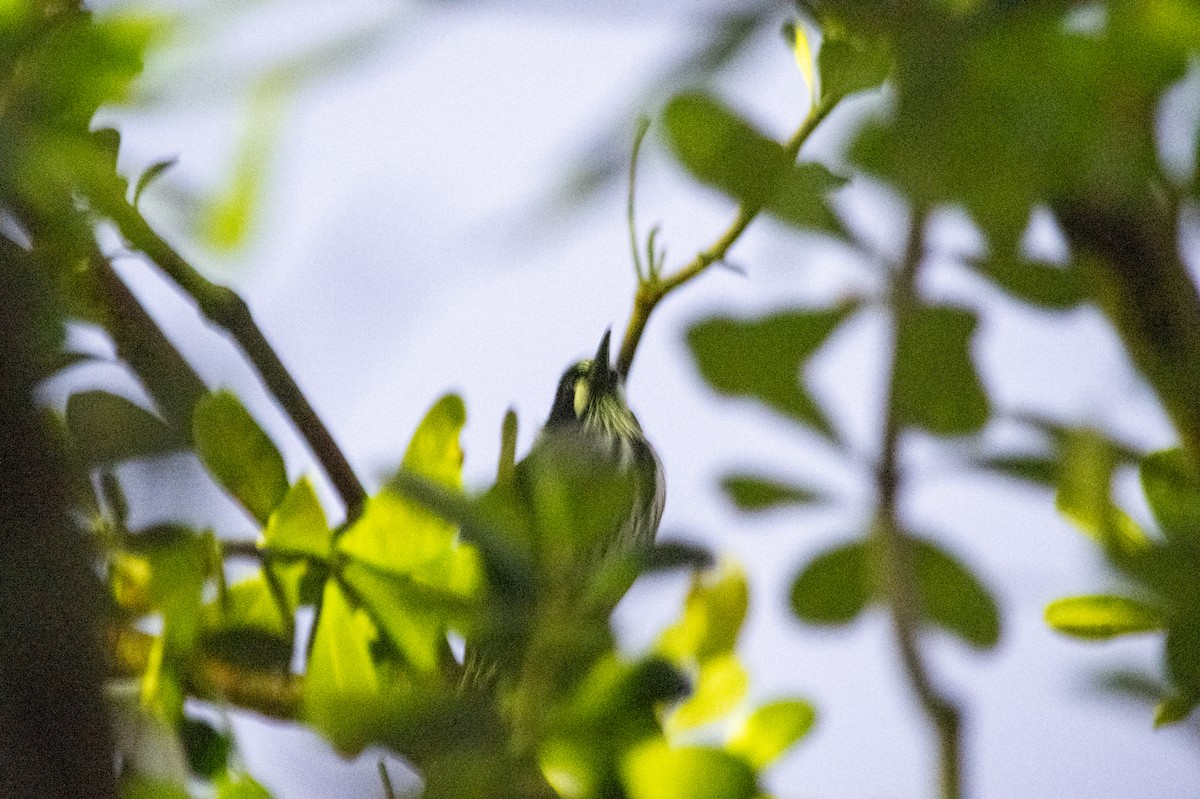 New Holland Honeyeater - ML619292604