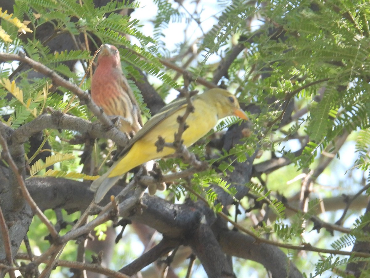 Western Tanager - Nick Komar