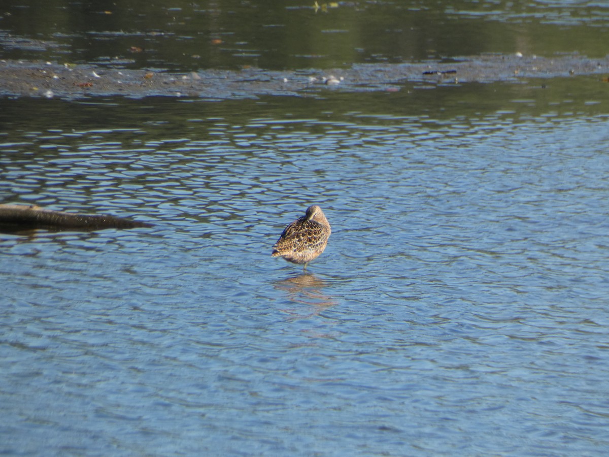 Long-billed Dowitcher - ML619292641