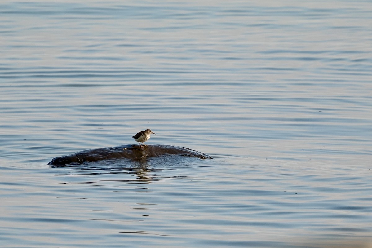 Spotted Sandpiper - ML619292649