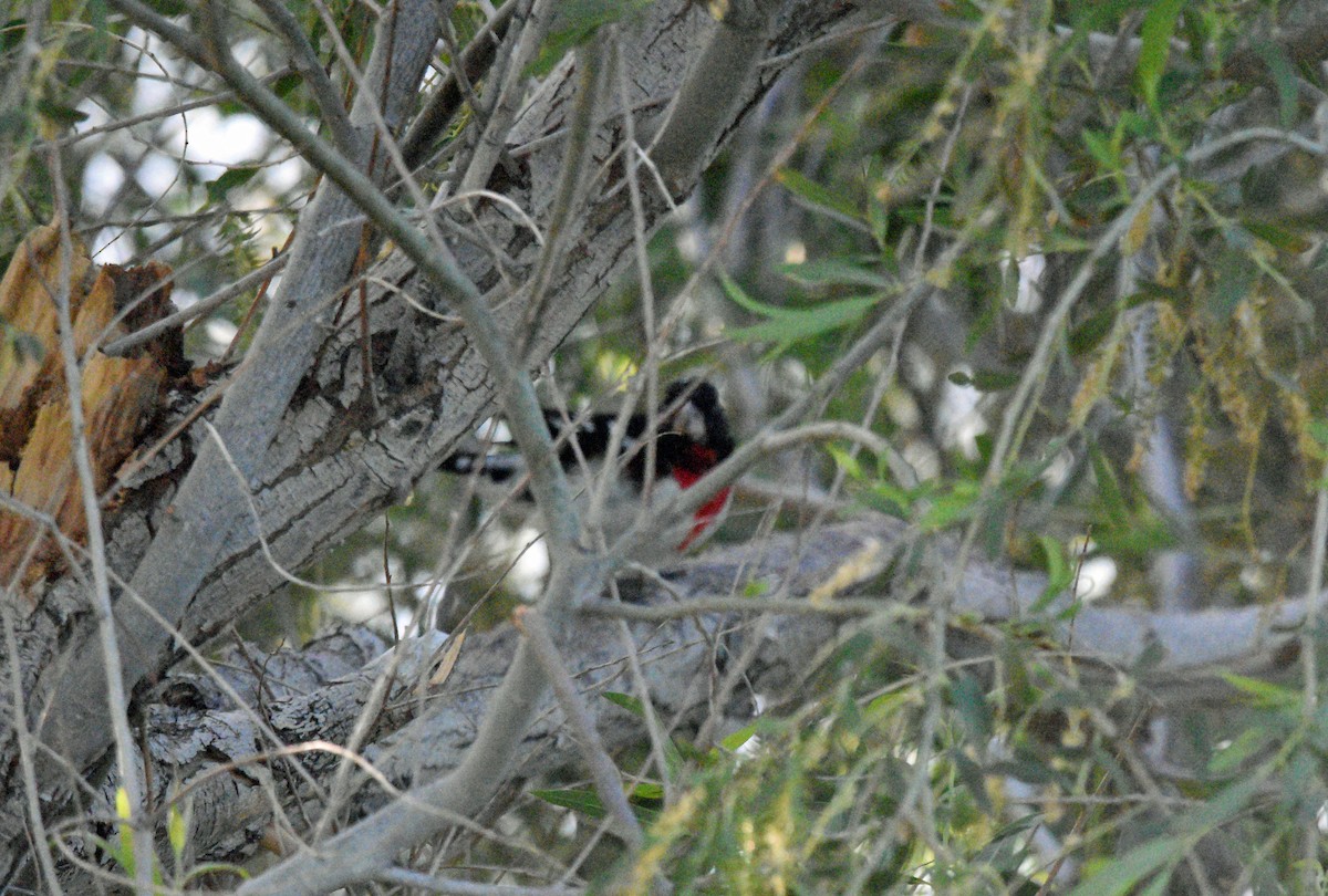 Rose-breasted Grosbeak - ML619292656