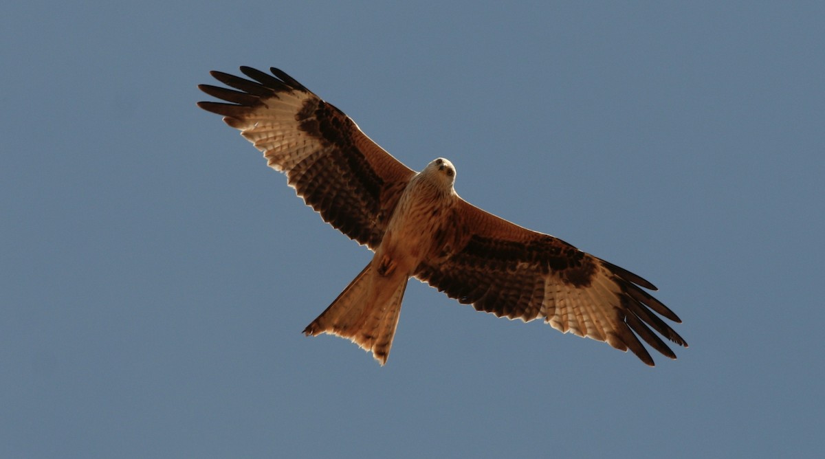 Red Kite - ML619292662