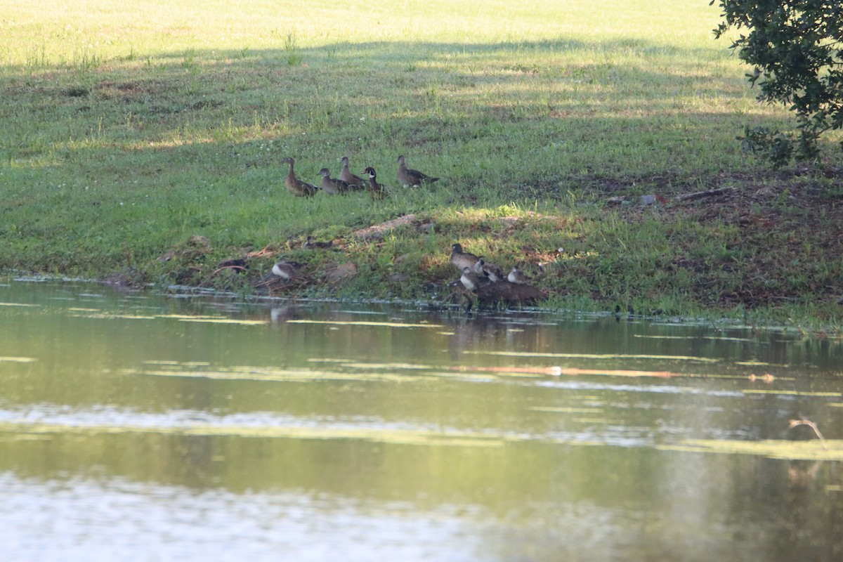 Wood Duck - ML619292667