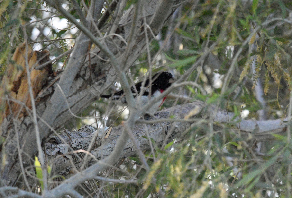 Rose-breasted Grosbeak - ML619292683