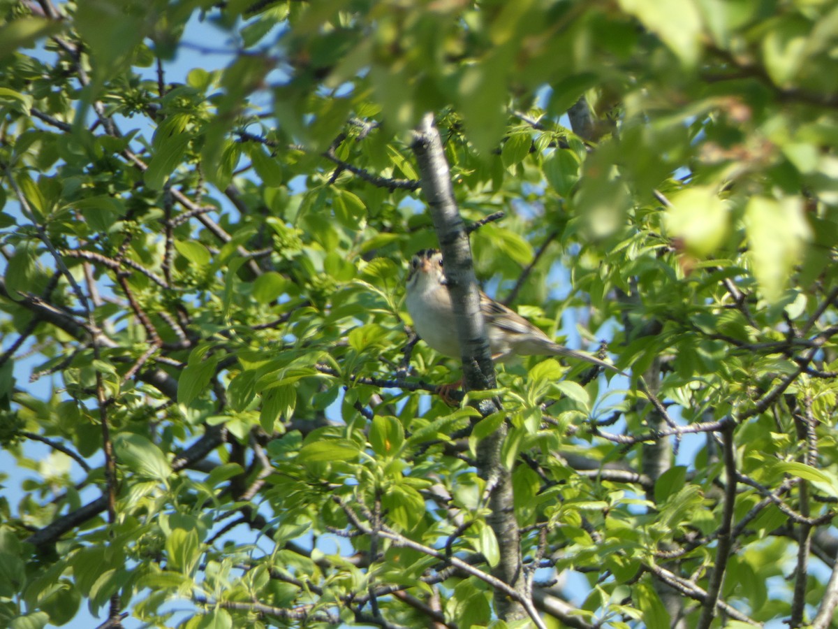 Clay-colored Sparrow - ML619292696