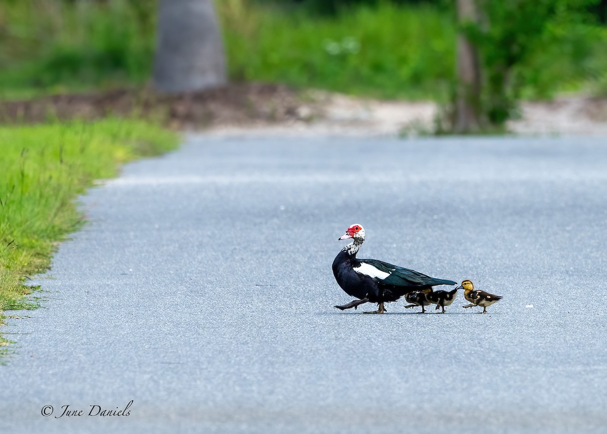 Muscovy Duck (Domestic type) - June and Gary Daniels