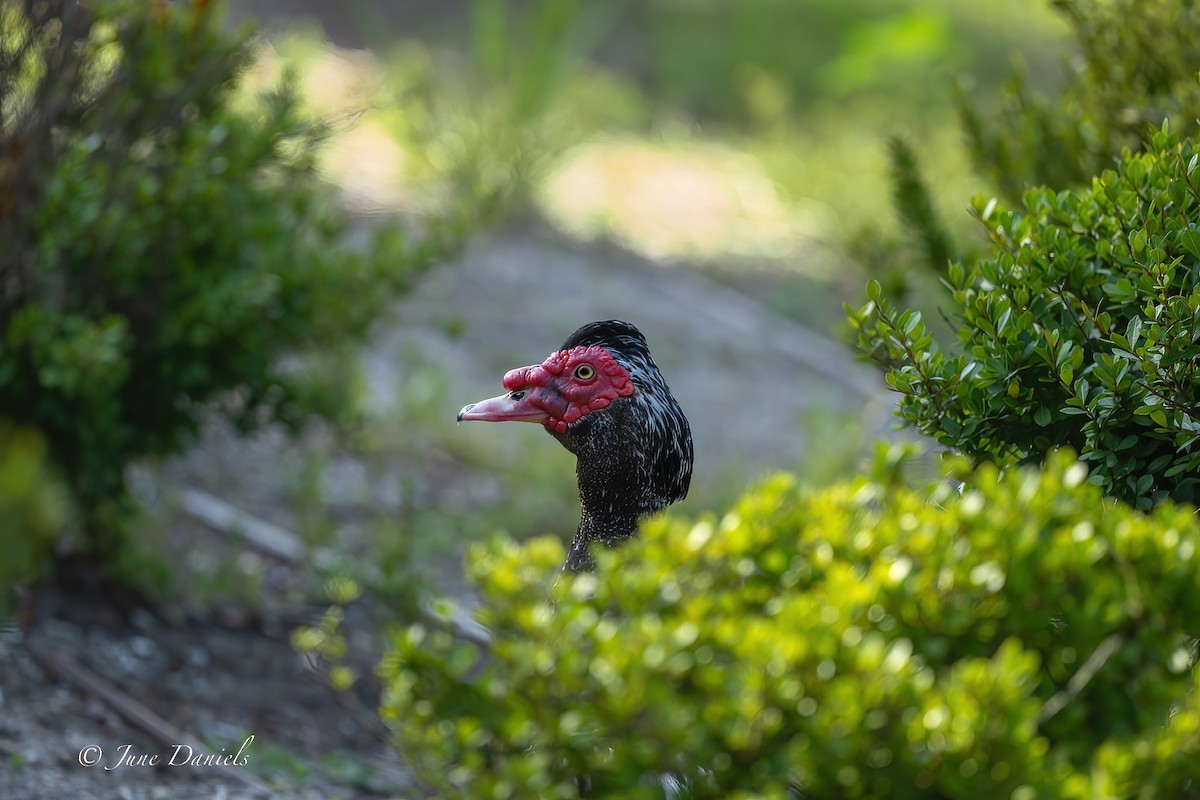 Muscovy Duck (Domestic type) - June and Gary Daniels