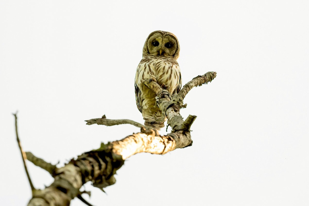 Barred Owl - Bill Massaro