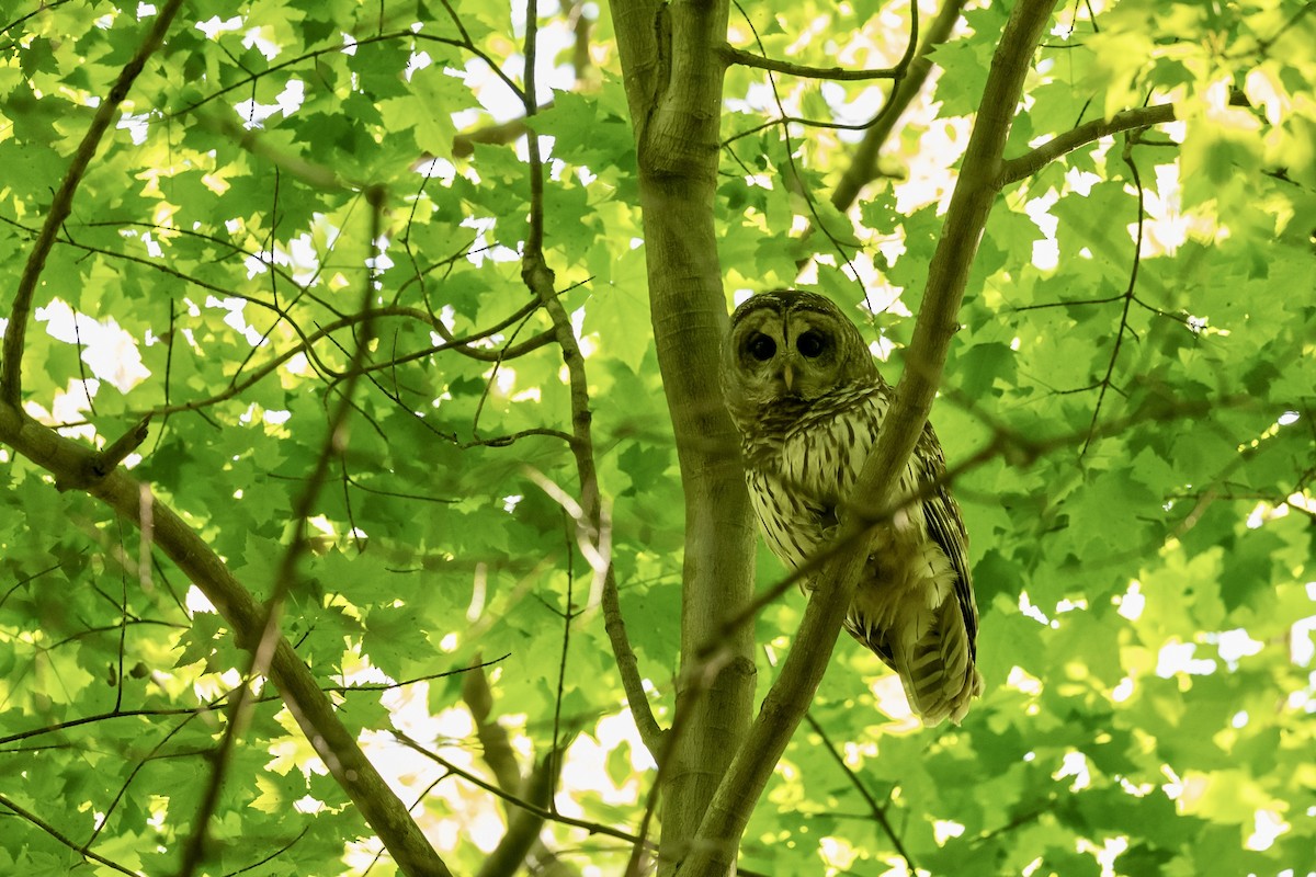 Barred Owl - Bill Massaro