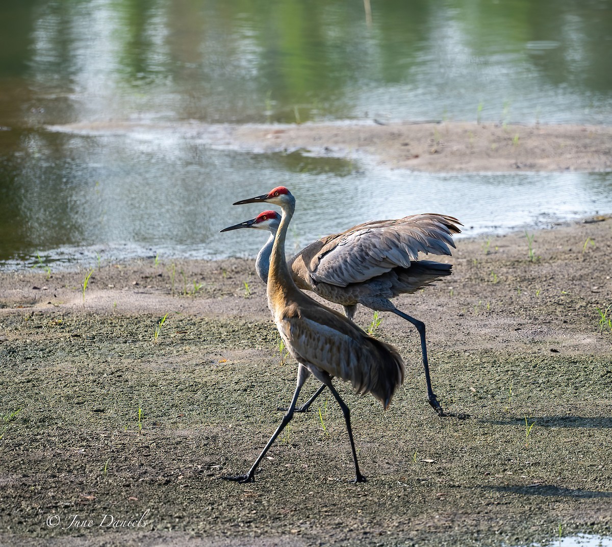 Sandhill Crane - ML619292713