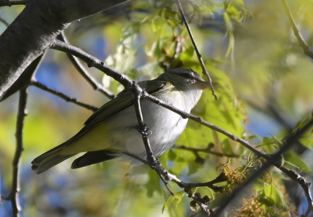 Red-eyed Vireo - Damian Vraniak