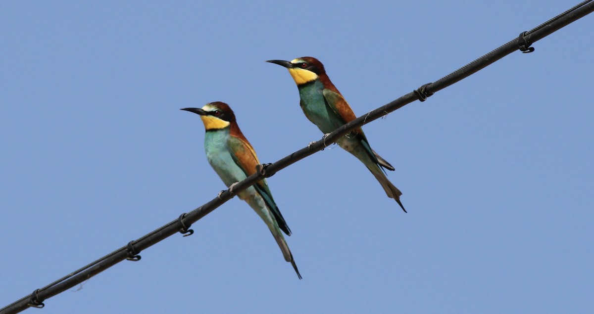 European Bee-eater - Anabel&Geoff Harries