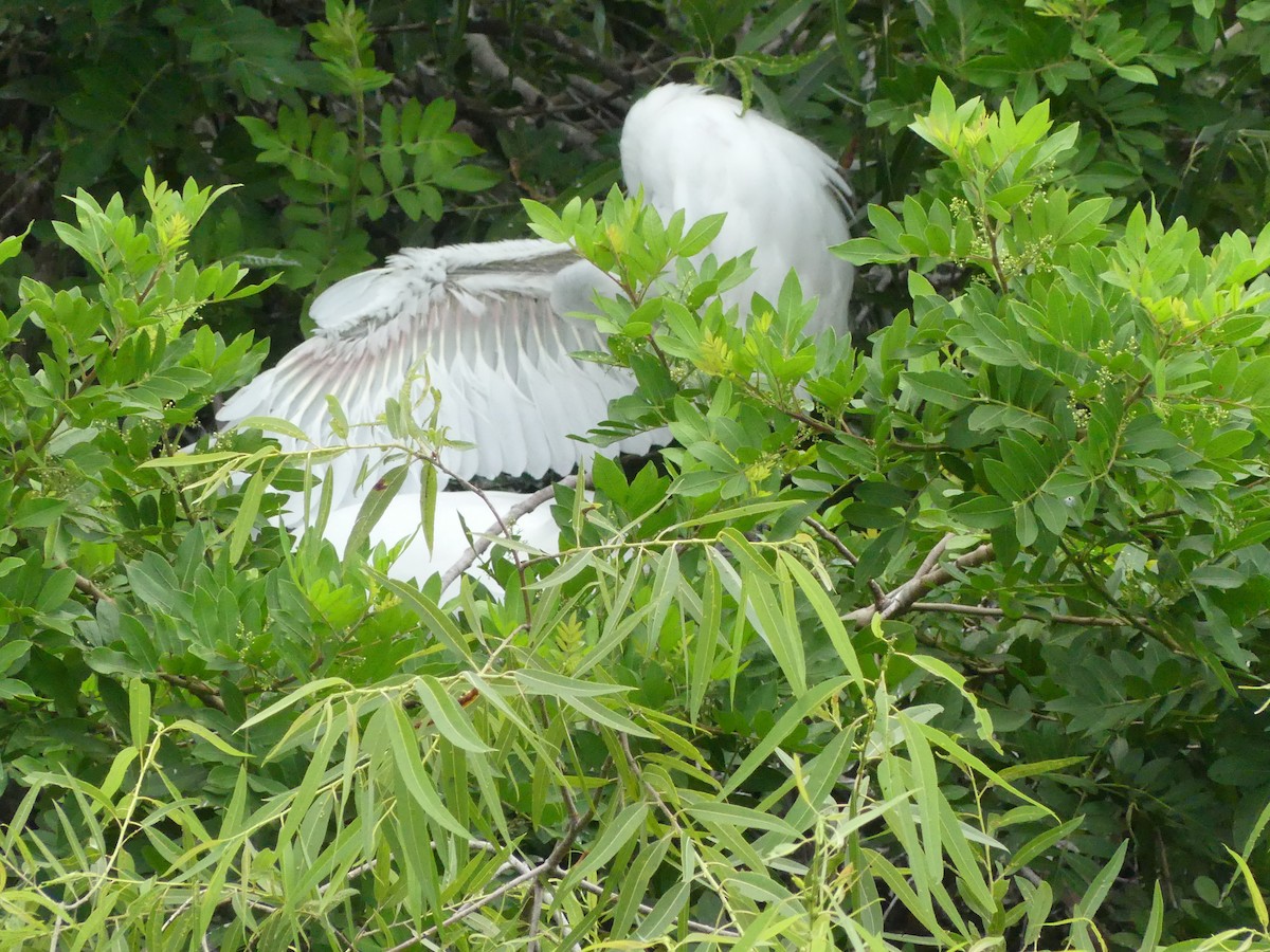 Great Egret - ML619292744