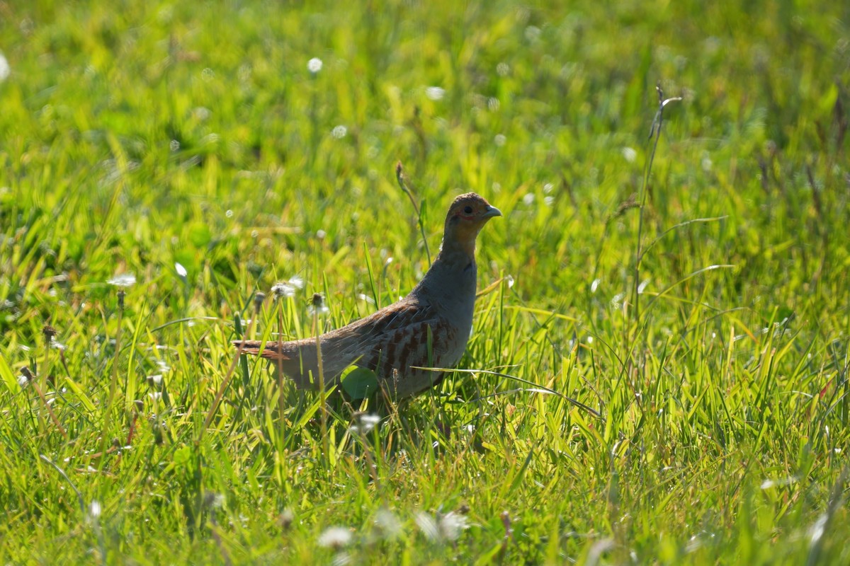 Gray Partridge - Ryszard Chudzik