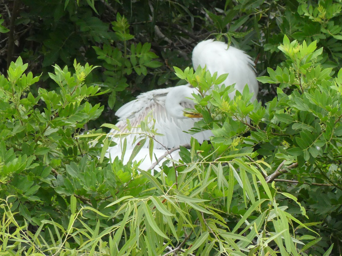 Great Egret - ML619292750