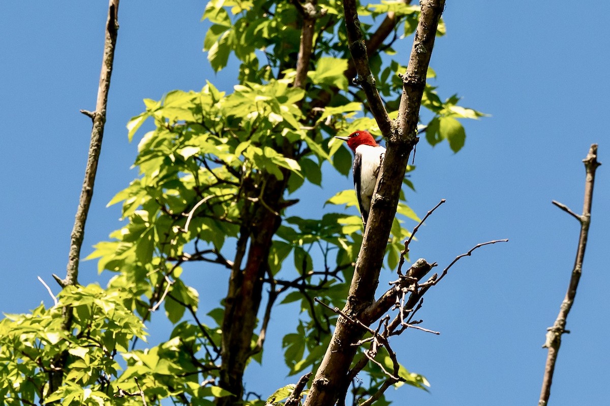 Red-headed Woodpecker - Bill Massaro