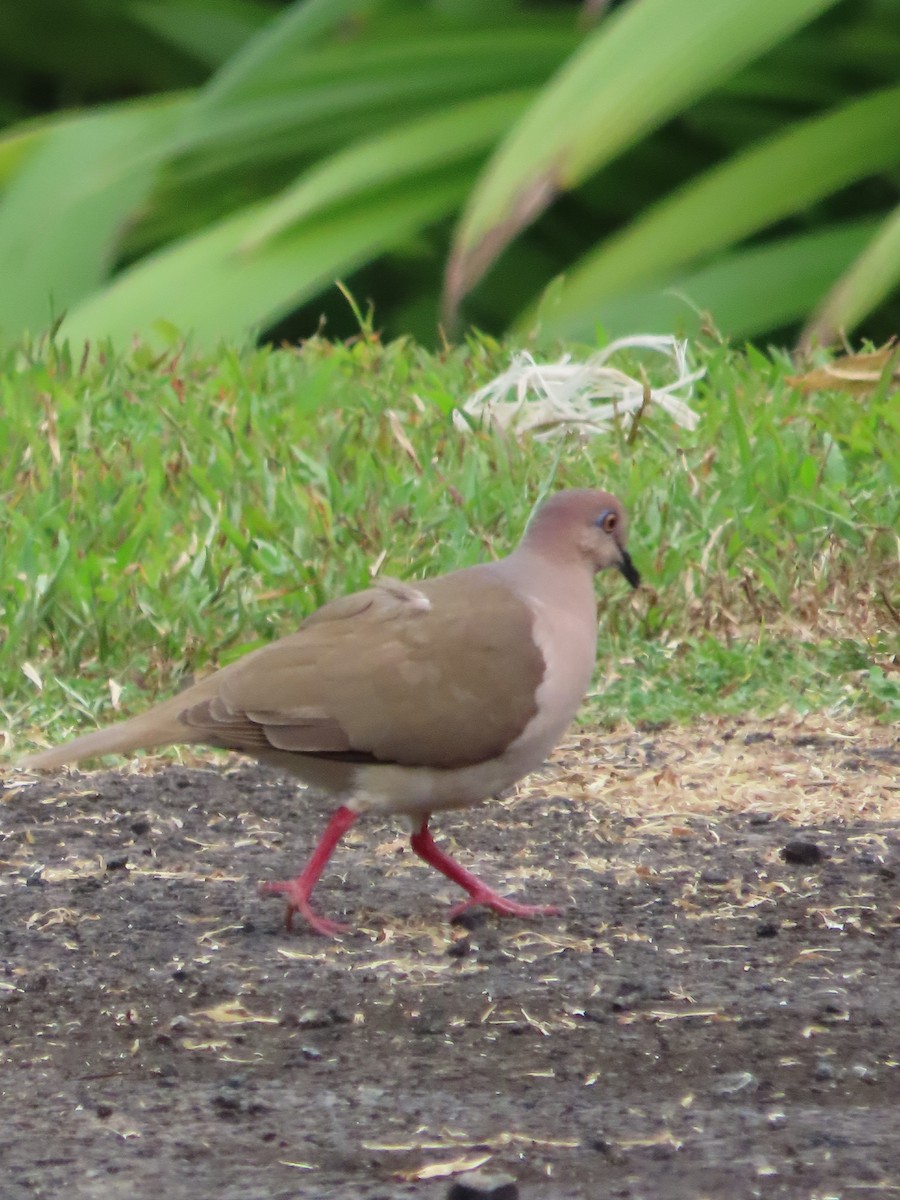 White-tipped Dove - Randy Lynch