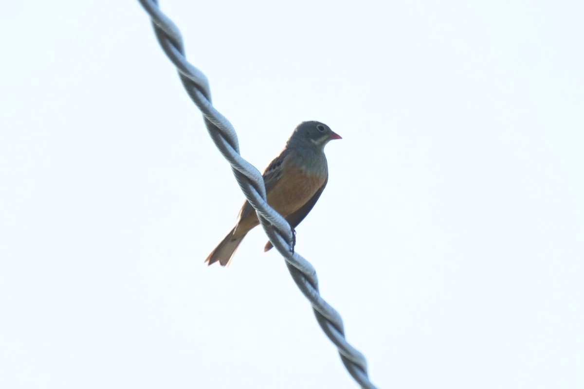 Ortolan Bunting - Ryszard Chudzik