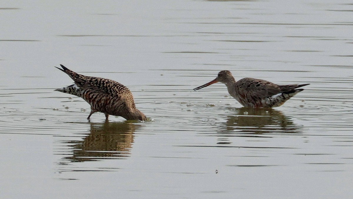 Hudsonian Godwit - Curtis McCamy