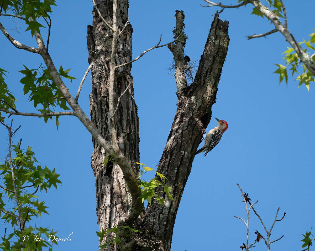 Red-bellied Woodpecker - ML619292757