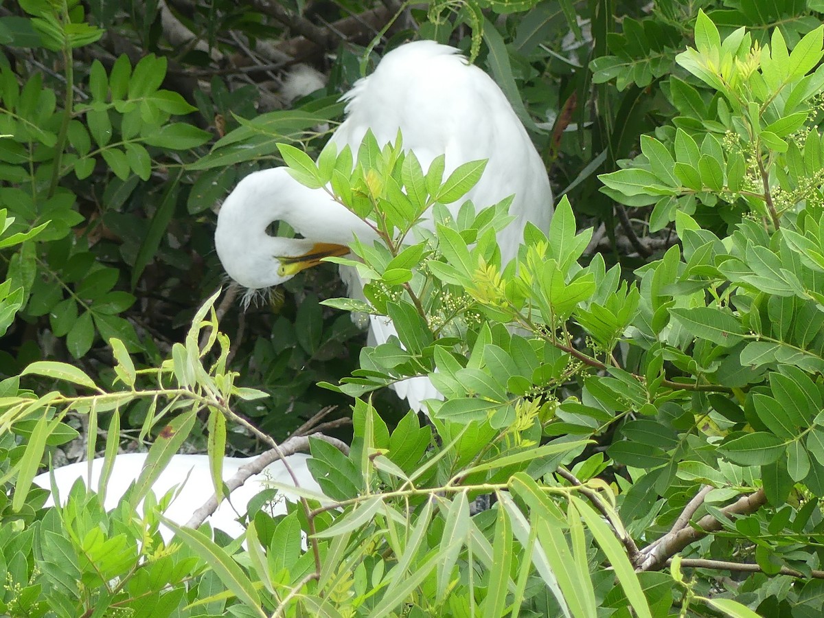 Great Egret - ML619292767