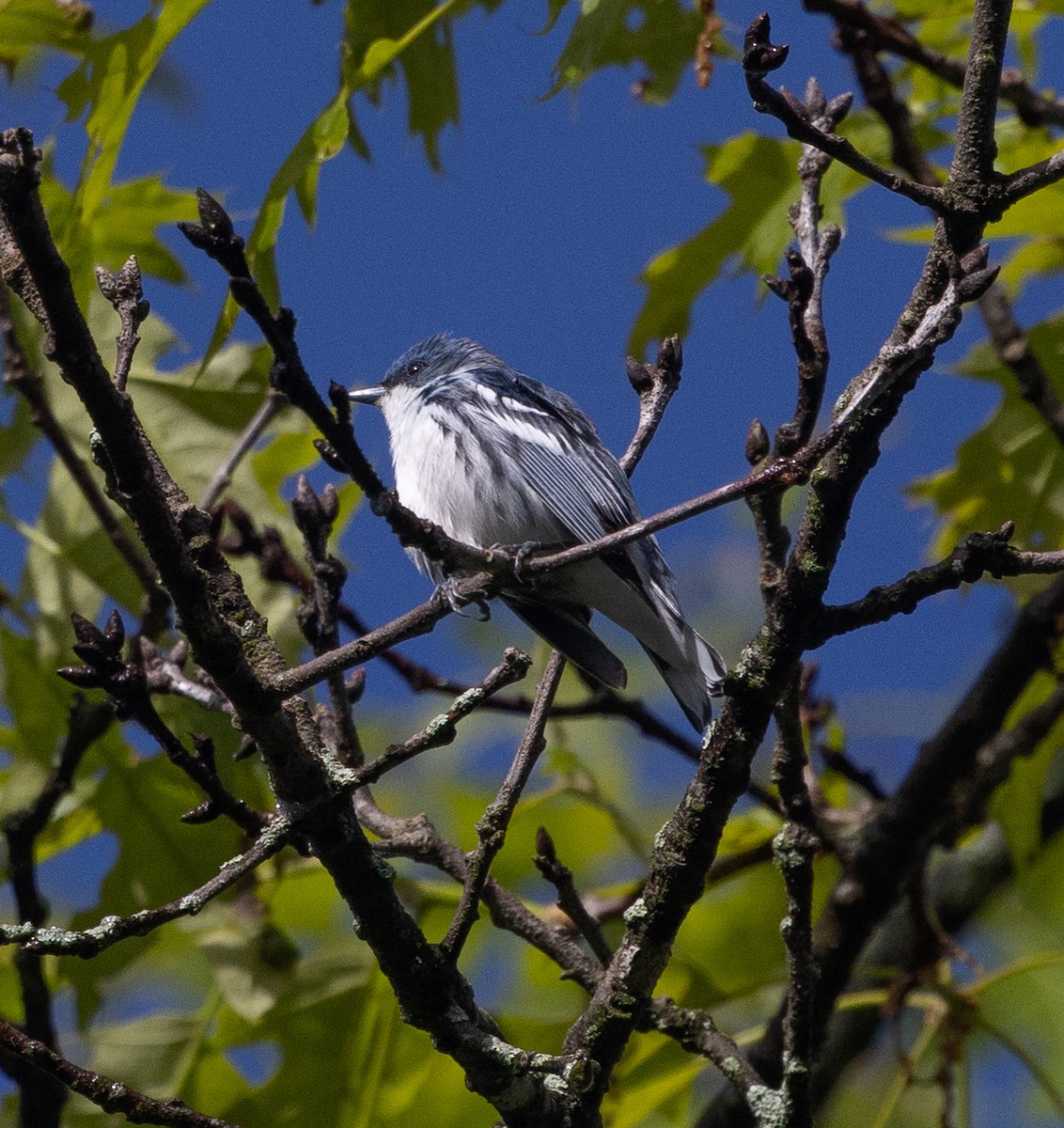 Cerulean Warbler - mark thomas