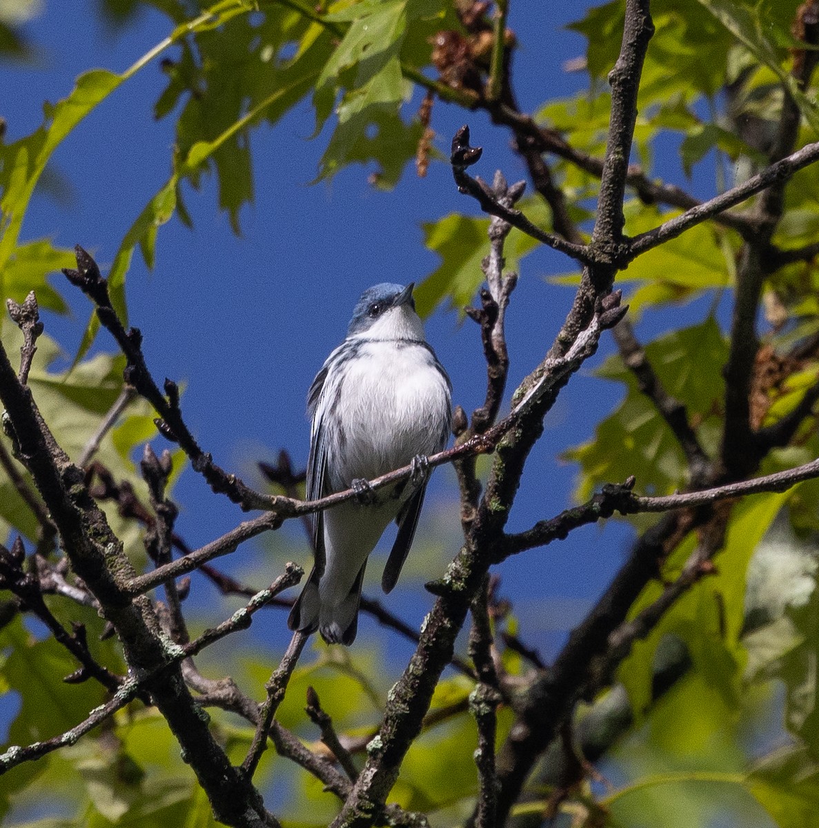 Cerulean Warbler - mark thomas