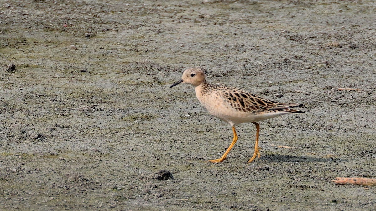 Жовтоволик - ML619292787